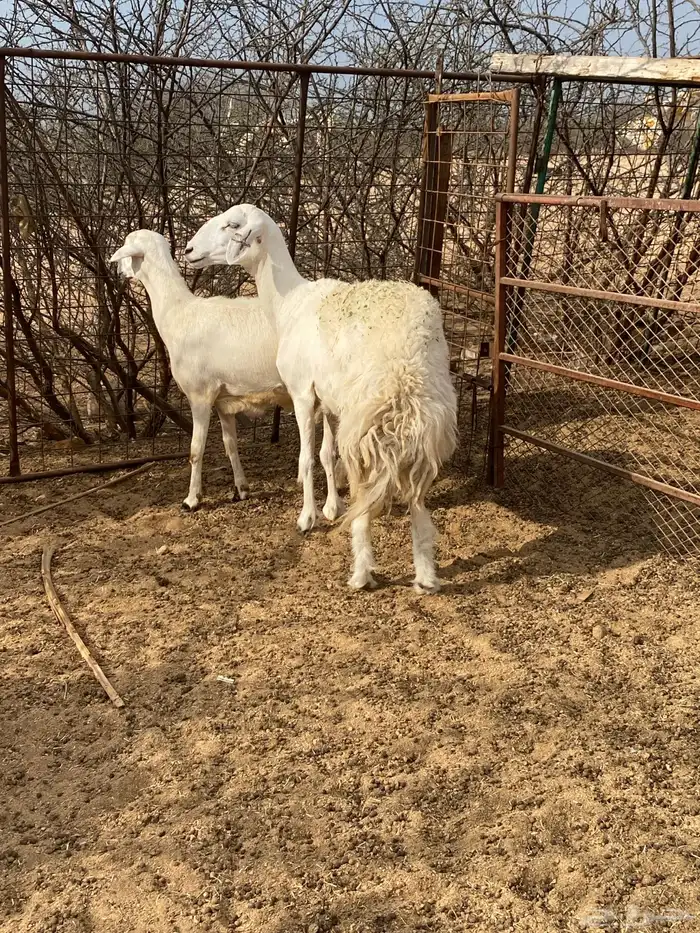 رخال حريه 2