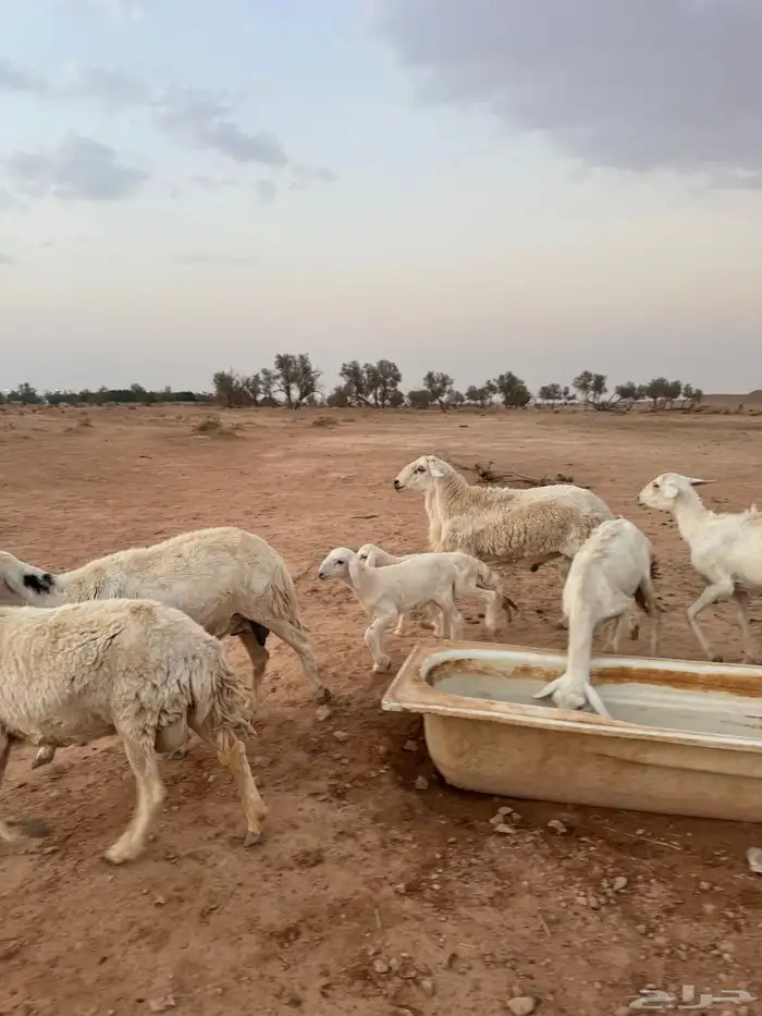 ابل مراح لقحات وغنم مشكله للبيع 17