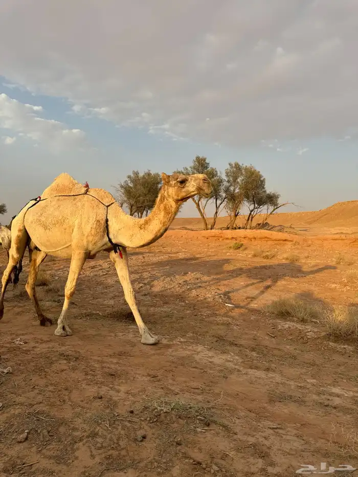 ابل مراح لقحات وغنم مشكله للبيع 3