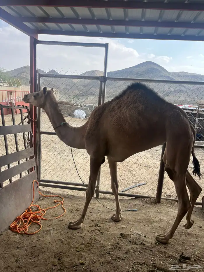 بكره 1