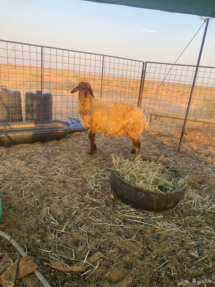 نعجه نعيميه دافع 2