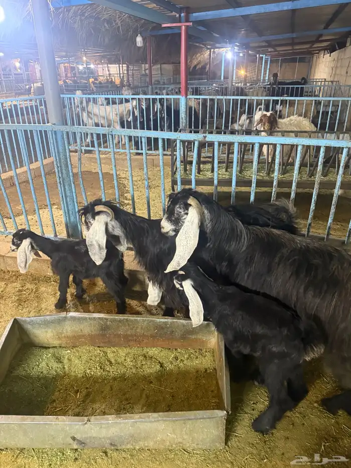 عنزين عارضيات متاويم 0