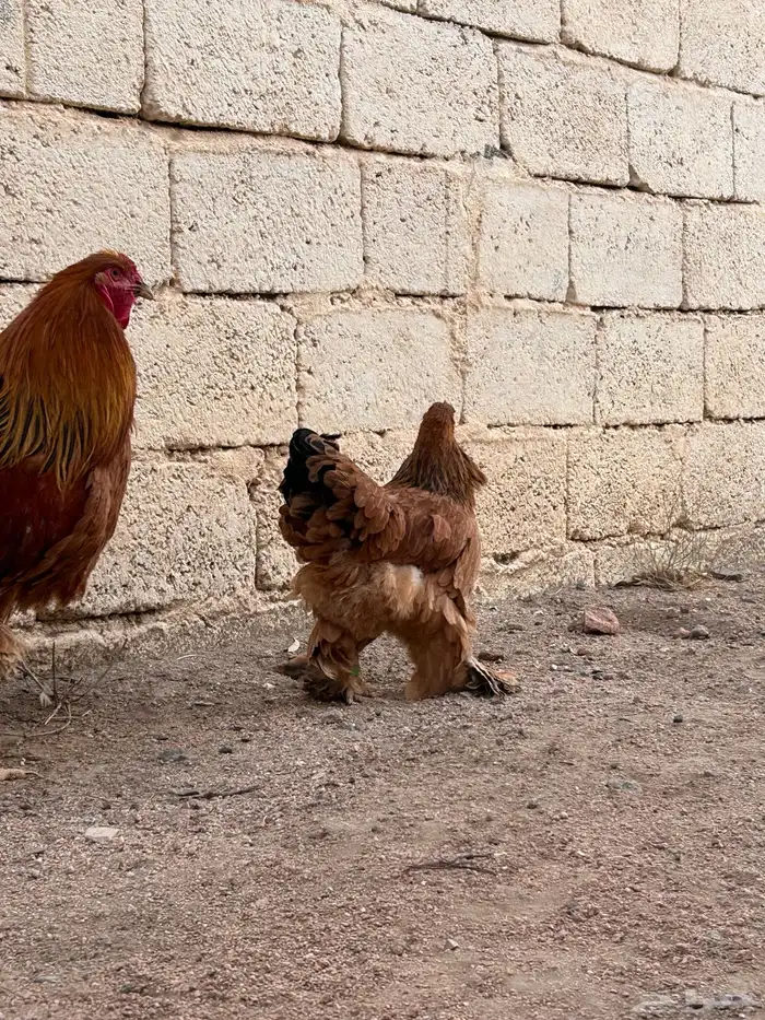 برهاما لبيع 2