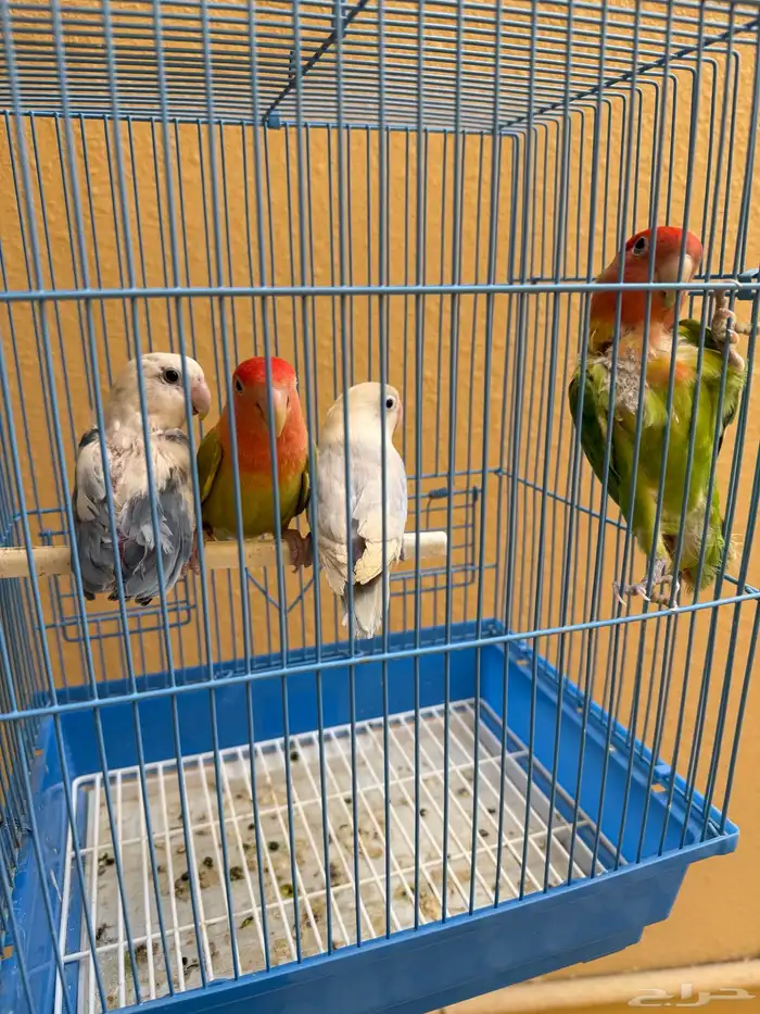 للبيع 3 حبات روزات و1 فيشر 6