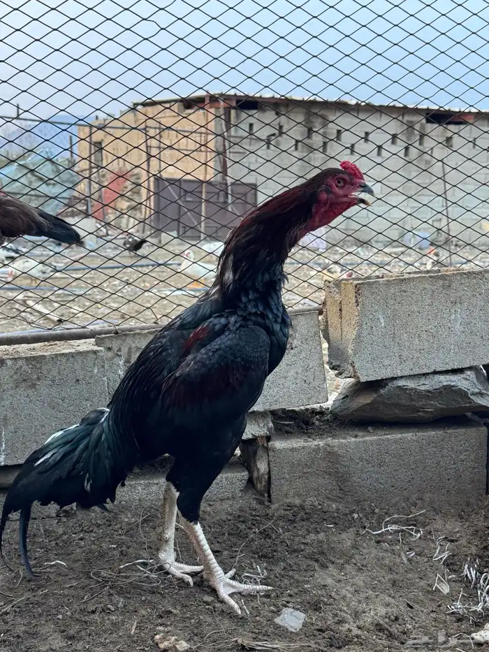 ديك باكستاني دم صافي 2