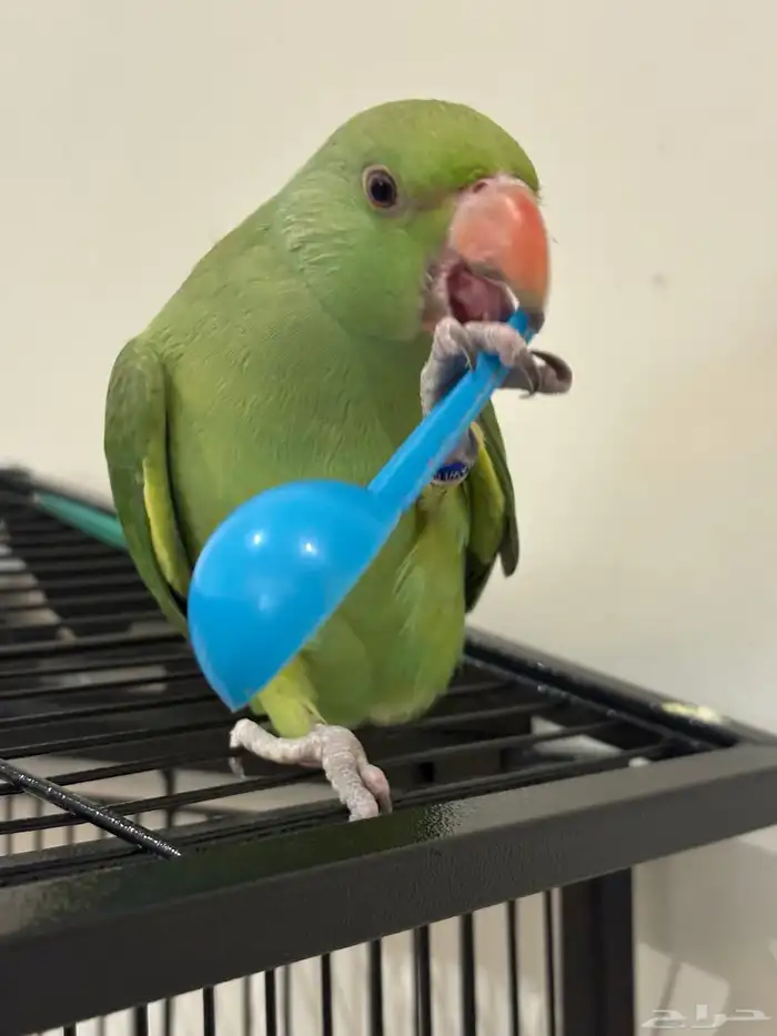 دره هنديه جداا أليفه و متكلمه للبدل أو للبيع 16