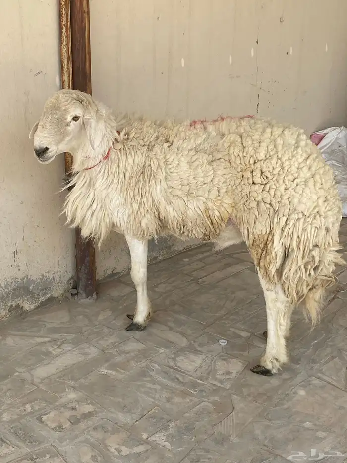 فحل مشروط سنه رباع 2