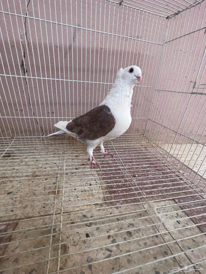 حمام زينه نوادر للبيع العدد6اجواز 15
