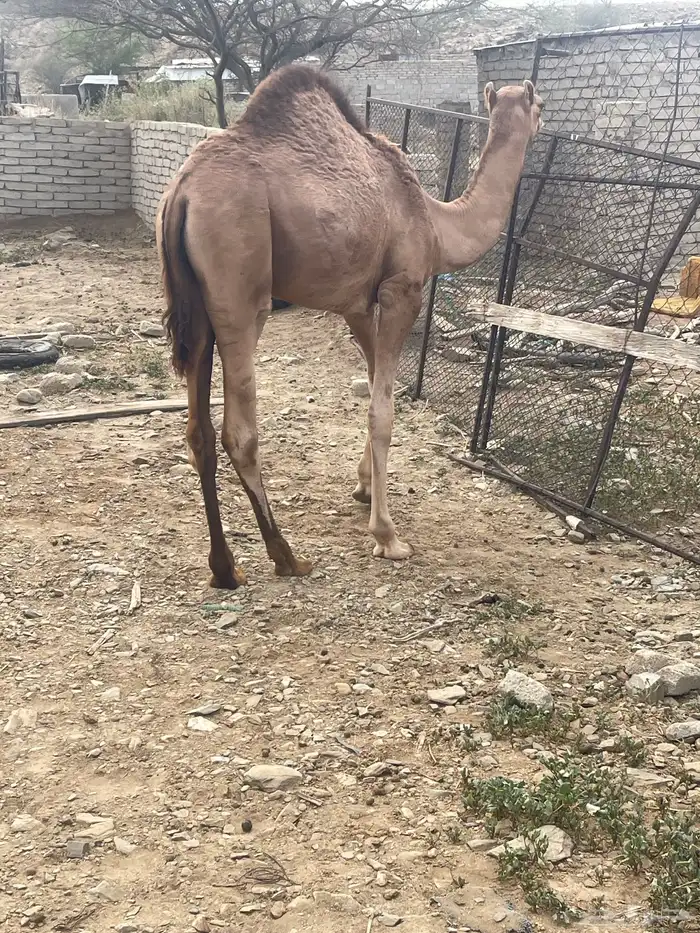 قعود فااخر 3