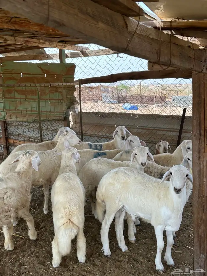 الوسام للذبايح الحري 14