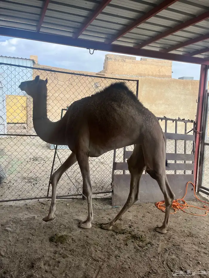 بكره 3