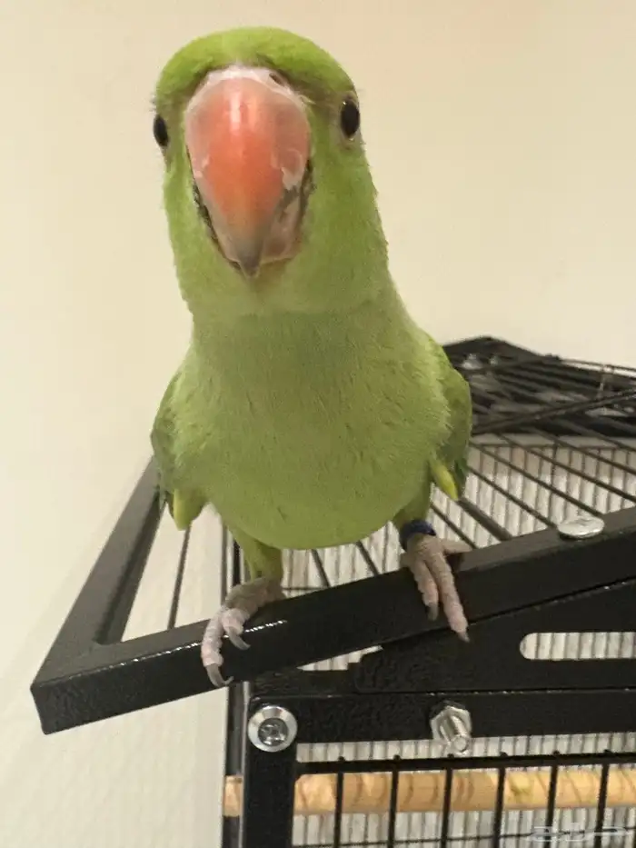 دره هنديه جداا أليفه و متكلمه للبدل أو للبيع 14