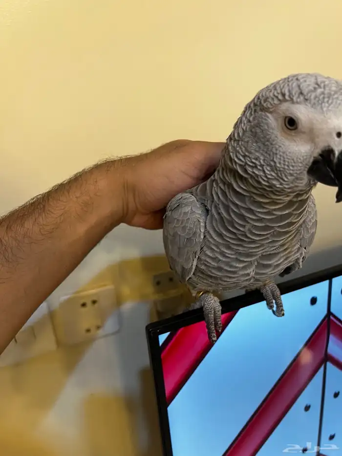 ببغاء كاسكو متكلم 1