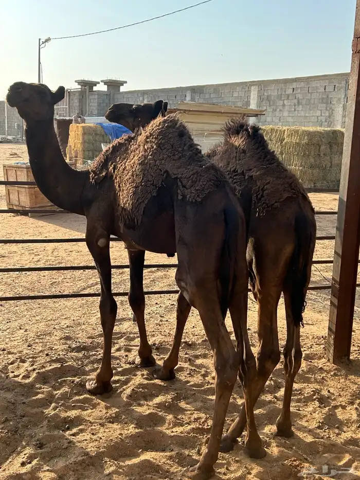 قعدان طيبة للبيع 3