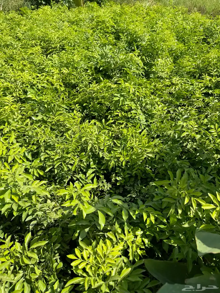 أشجار سماكات وشجيرات متنوعة 6