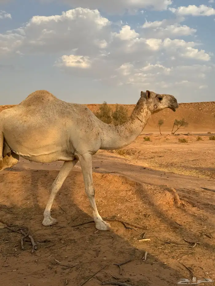 ابل مراح لقحات وغنم مشكله للبيع 8