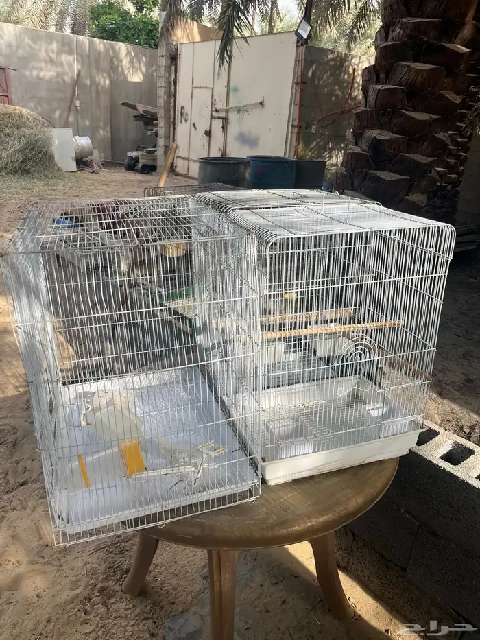 اقفاصه للبيع على على اسوم 2