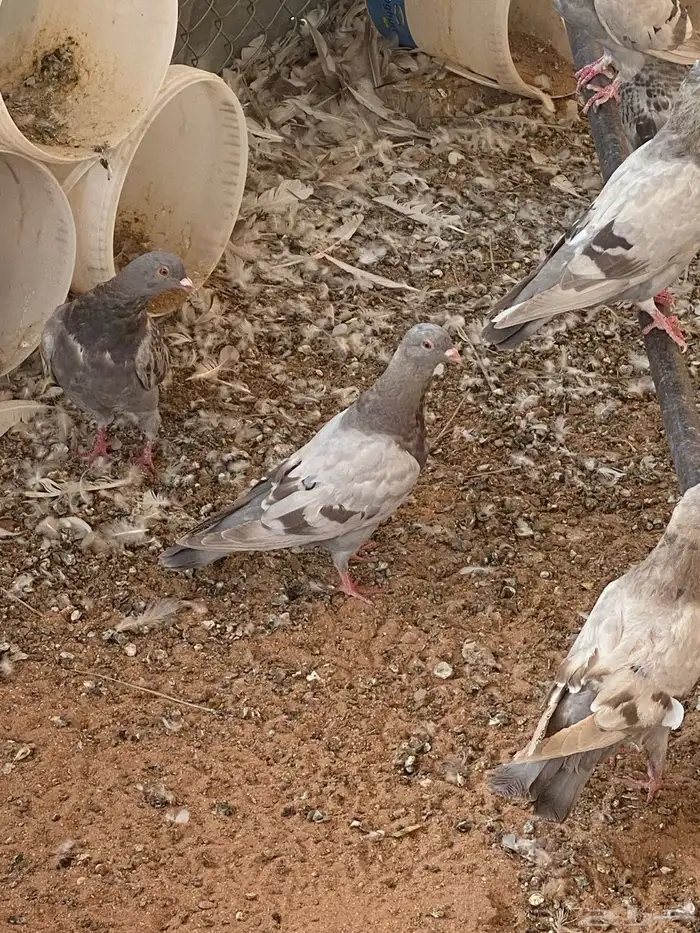 حمام للبيع سلفر 4