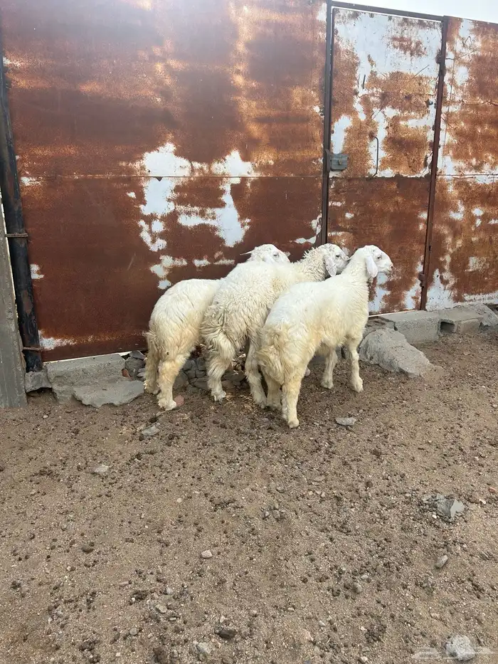 طليان ذبايح طيبه الحلقه الشرقيه 0