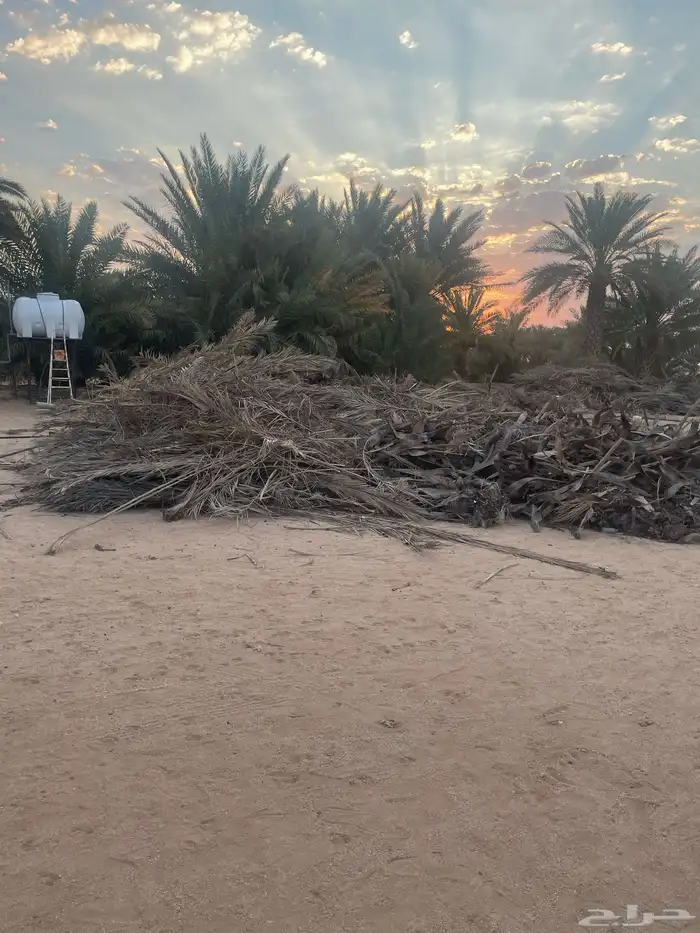 جريد بالكميات الي تبغى 0