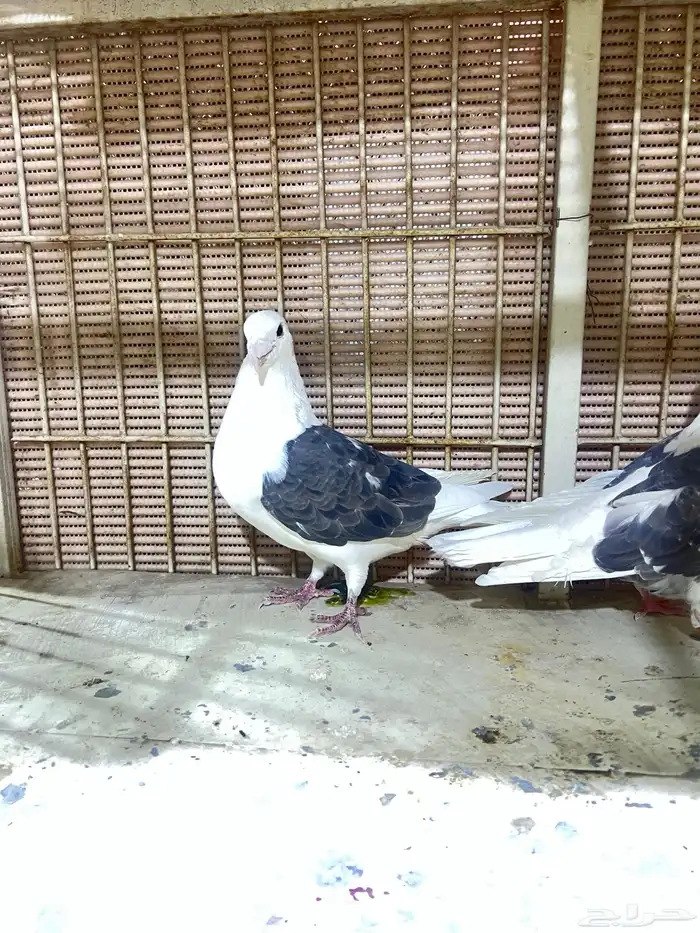 حمام زاجل 2