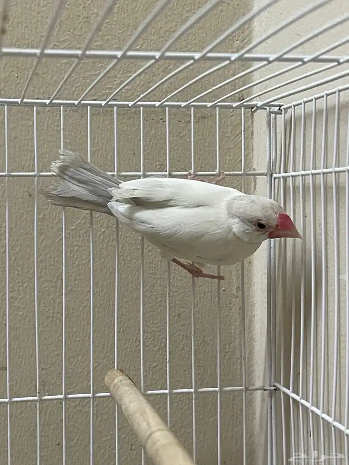 جاوا دايلوت انثى ( تم البيع ) 2