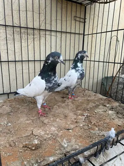 حمام باكستاني index