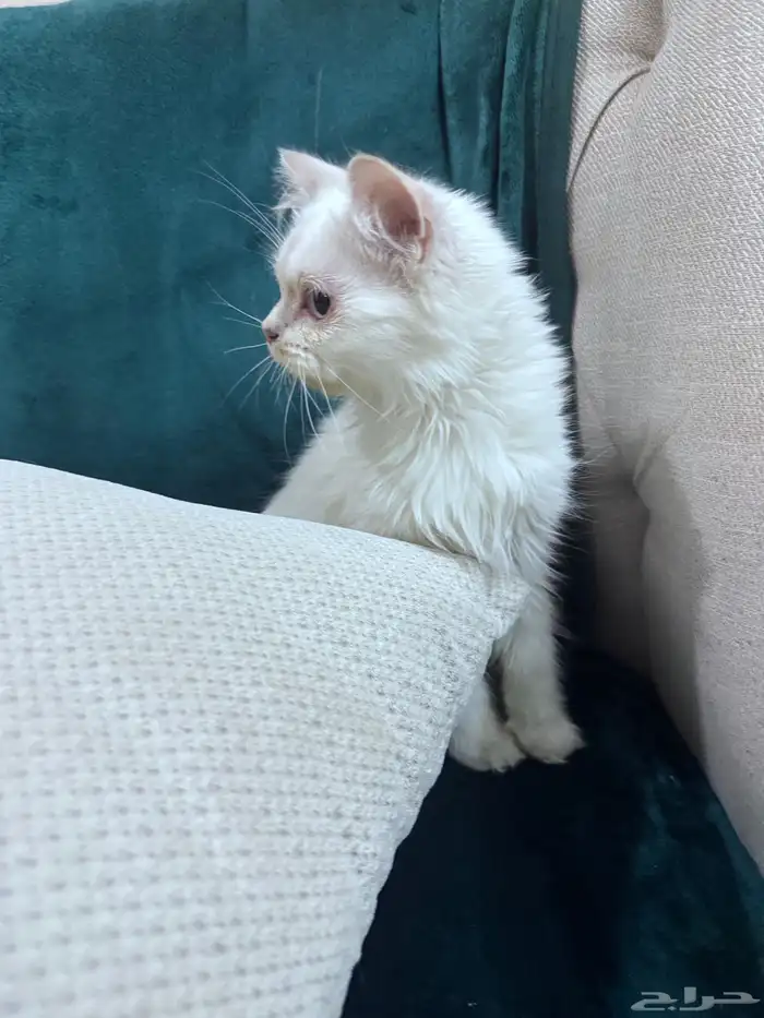 هيمالايا 3