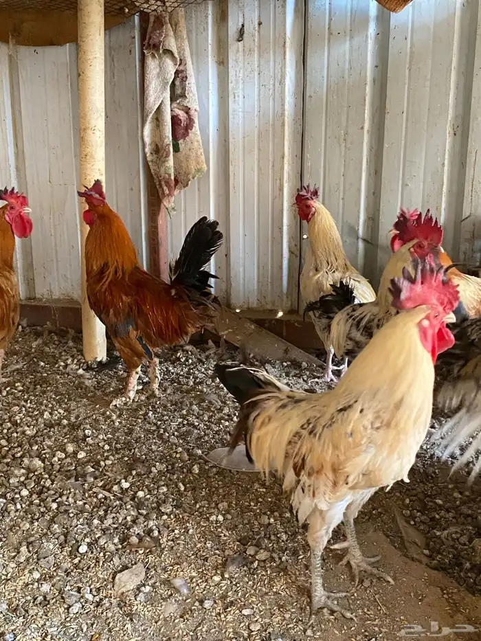ديكه بلدي للبيع من مزارع الطايف 1