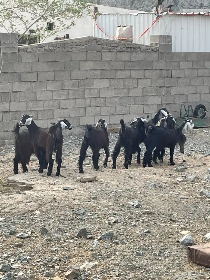 جفار عوارض 2