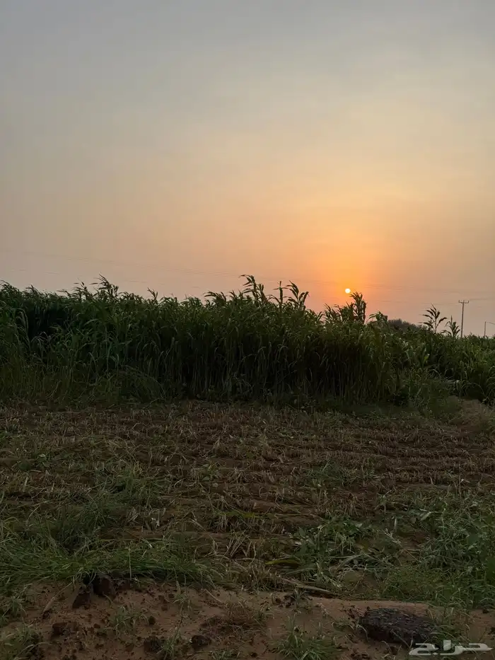 قصب للبيع 2