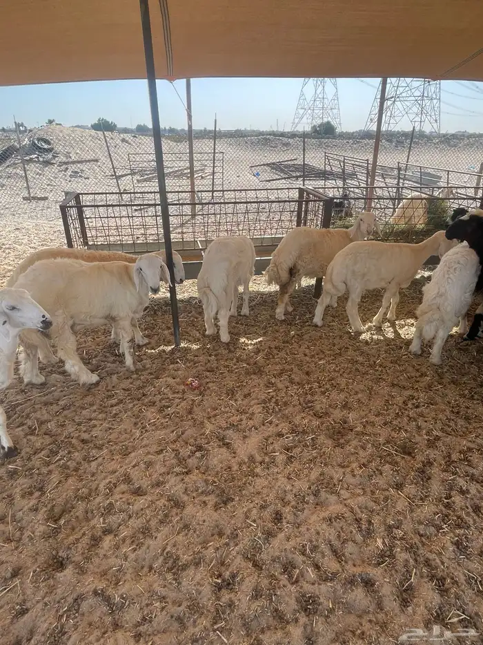 ذبايح حريات 1