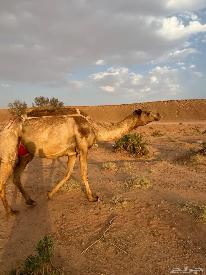 ابل مراح لقحات وغنم مشكله للبيع 1