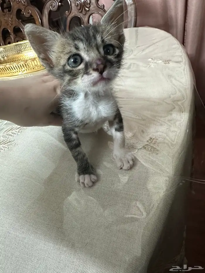 قط عمره شهرين تبني ذكر 1