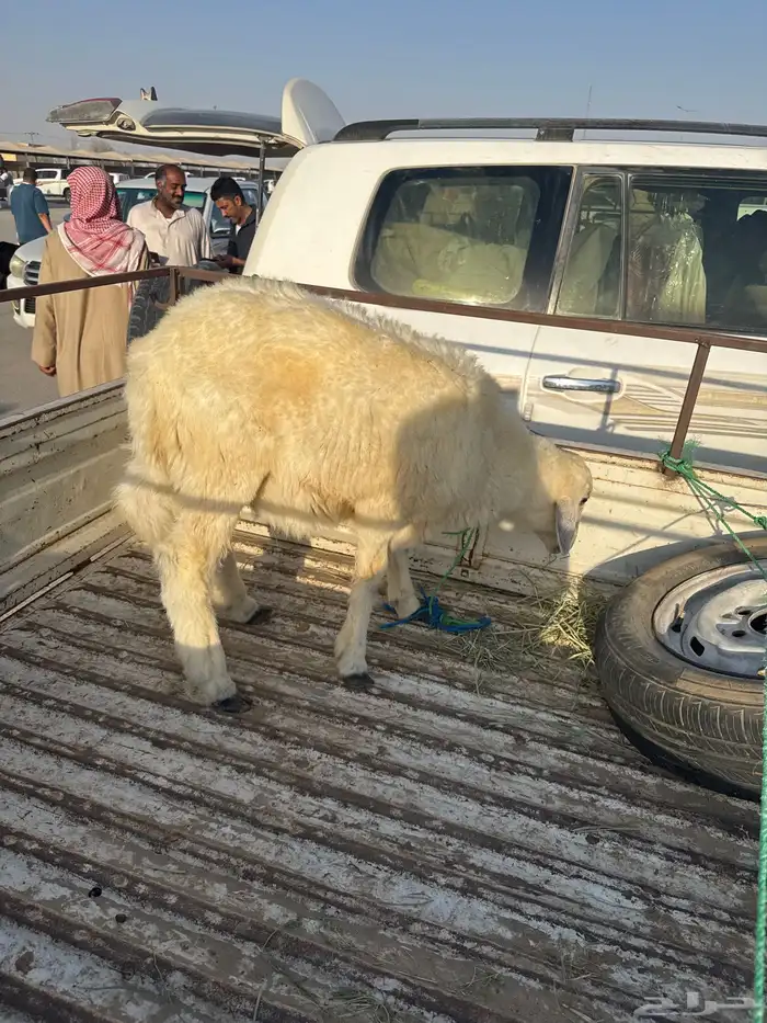 تم البيع 0