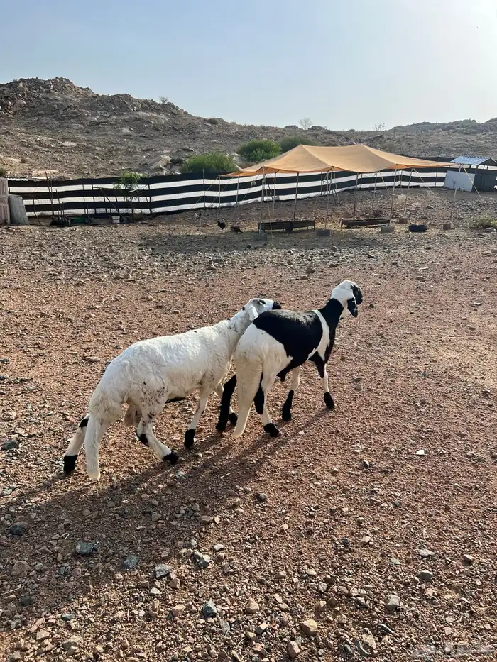 طليان ورخال حريه وتيوس وطليان سواكن ( البيع تفريد ) 1