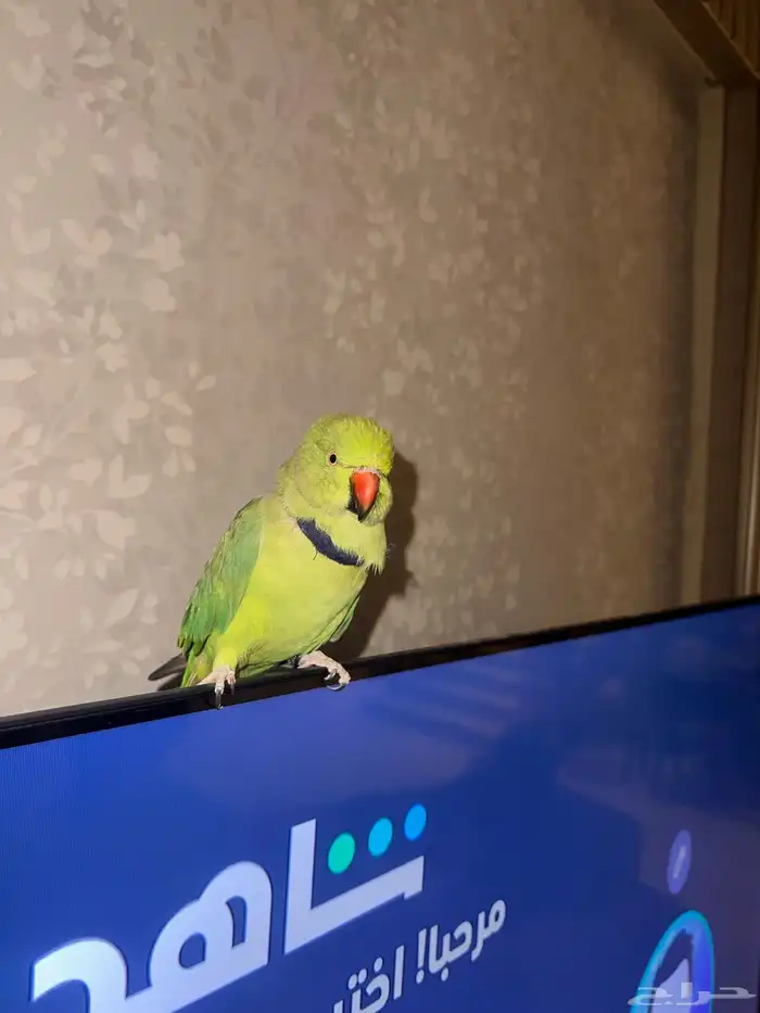 ببغا ضايع وجدته بالفرب من المنزل 0
