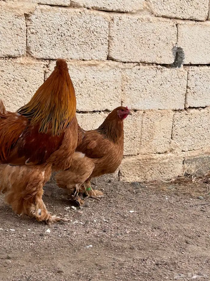 برهاما لبيع 3