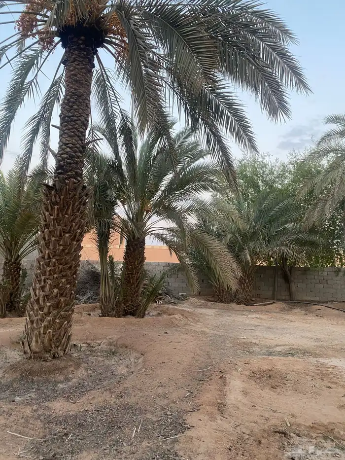 نخل طوال عدد 20 سلج وخضري 2