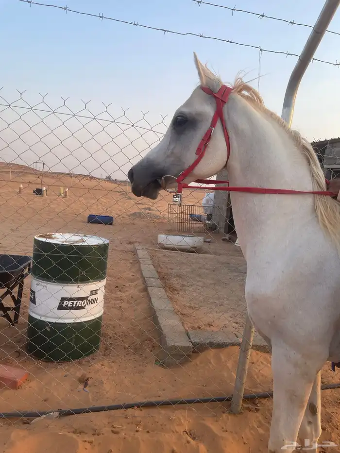حصان شعبي كفو 0
