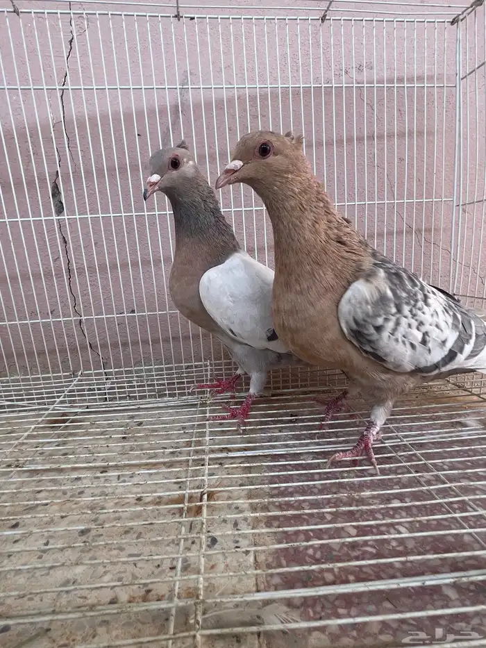 حمام زينه نوادر للبيع العدد6اجواز 3