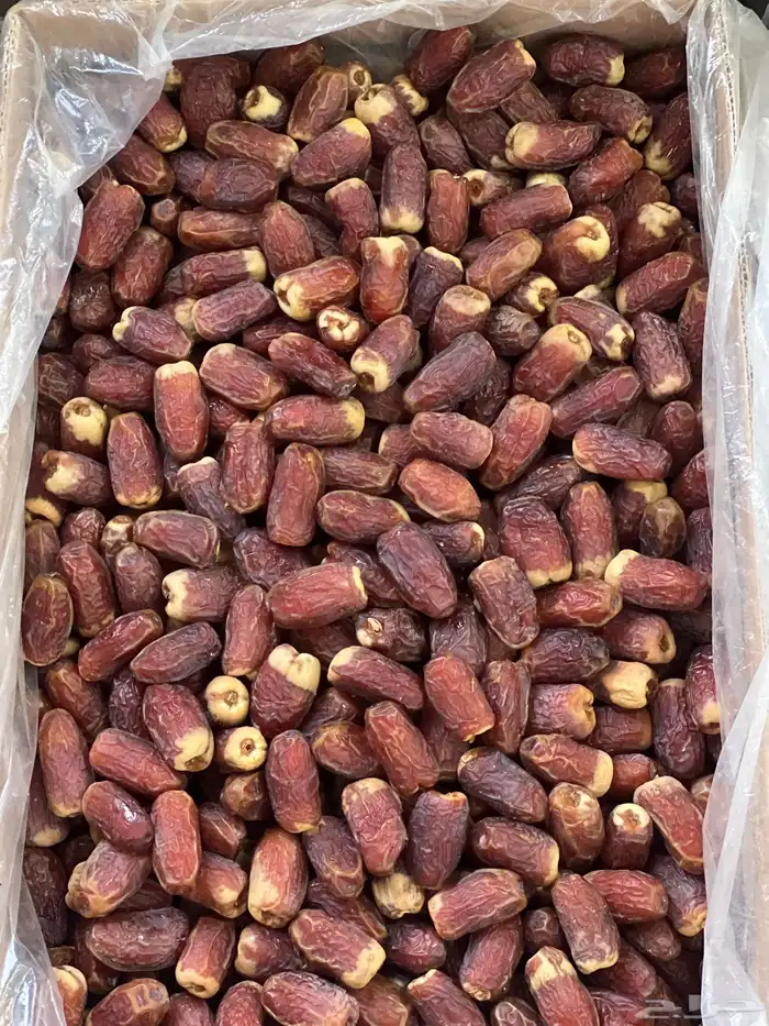 صقعي أحمر مطوق حبة كبيرة 3