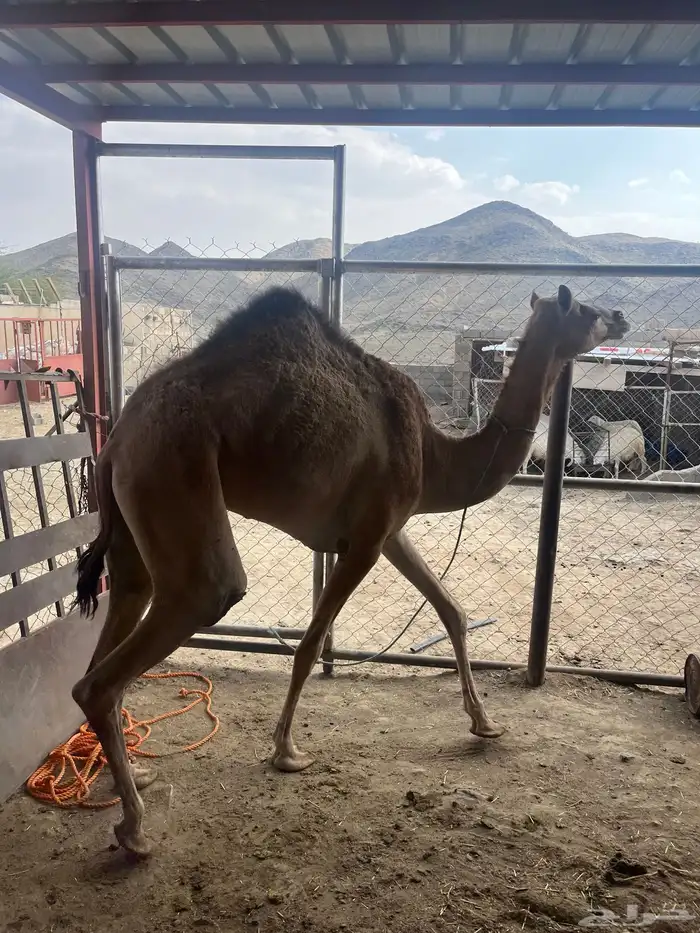 بكره 2