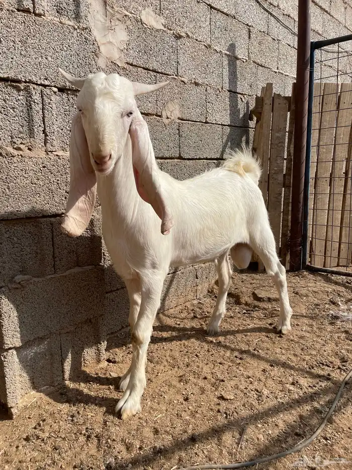 تيس مشروع فحل مطور ابرص 3