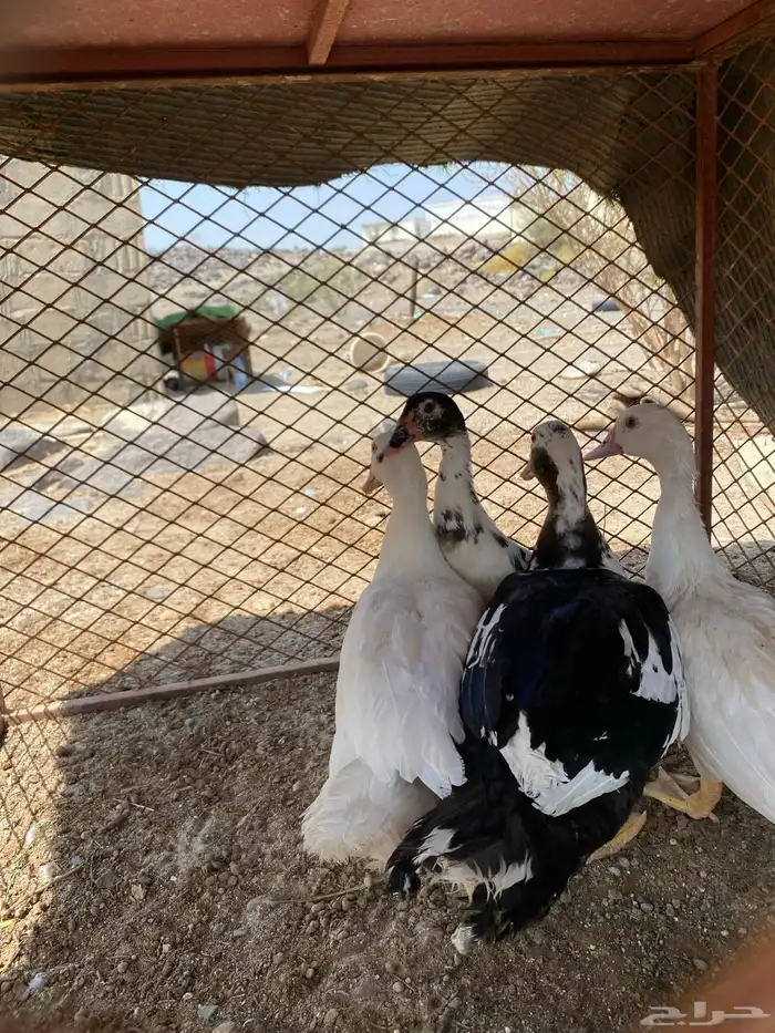 بط للبيع العدد4 الموقع بيشه الحميمه 7