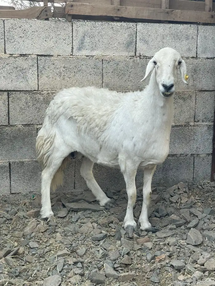 نعجه حايل فل الفل نظيفه واكلها نظيف 2