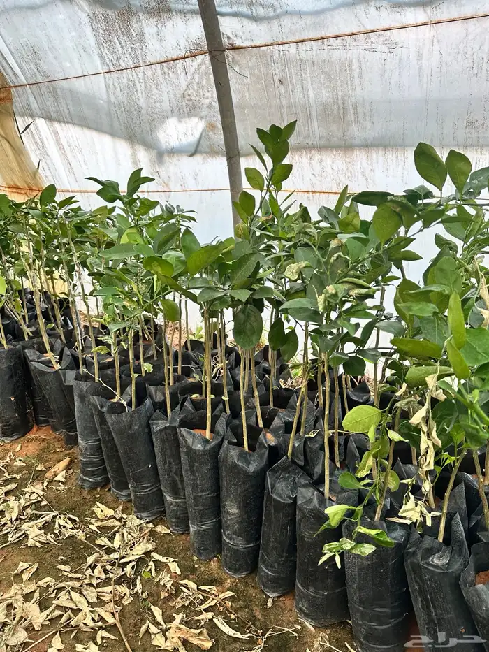 عروض شتلات حمضيات 6