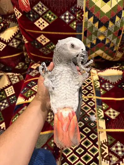 ببغاء كاسكو index