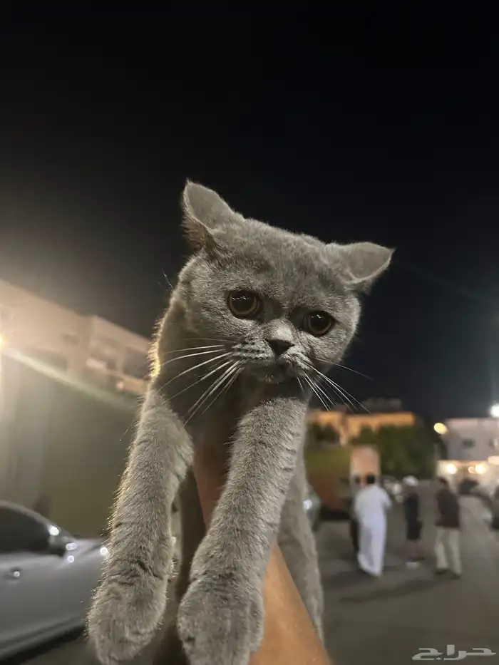 قط مفقود أو ضايع 0