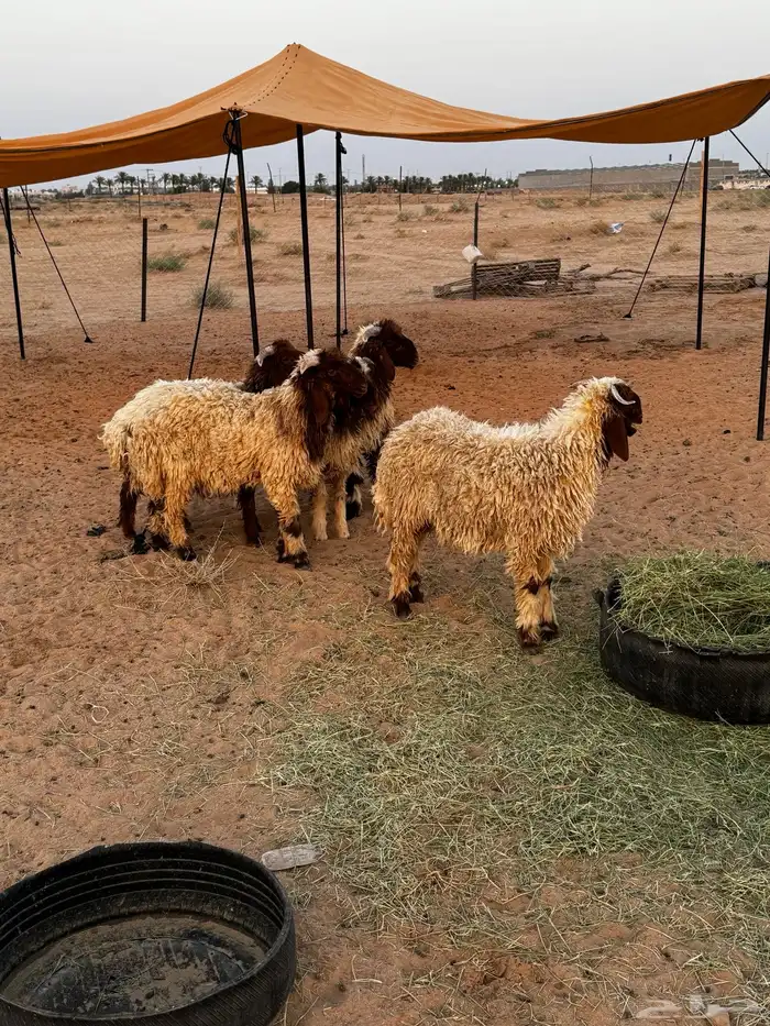 طليان هرافي للبيع 0